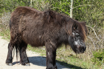 Wild black Shetland pony (Equus caballus) on grass