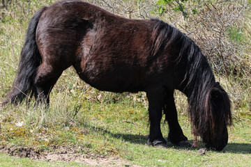 Wild black Shetland pony (Equus caballus) on grass