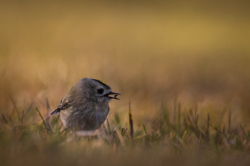 The little goldcrest finds an insect in appropriate size