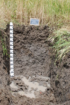 Pedogenesi Immagini Sfoglia 49 foto, vettoriali e video Stock Adobe