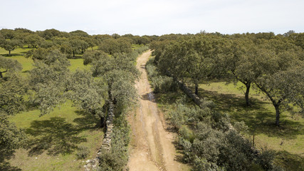 Road crossing the dehesa of Extremadura