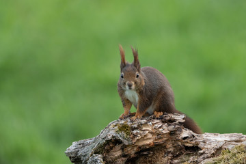 Naklejka na ściany i meble Eurasian red squirrel, Sciurus vulgaris