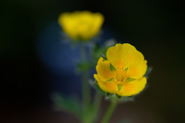 チシマキンバイ