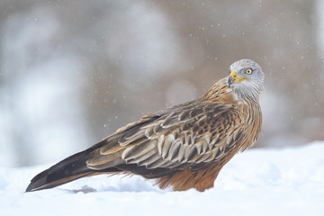 Red Kite