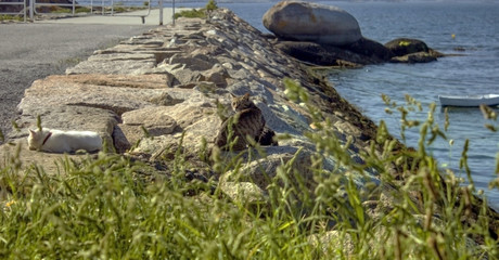 Gatos callejeros en las piedras de un puerto 