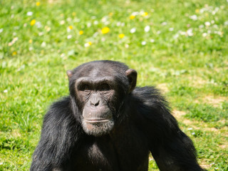 Chimpanzé à dos argneté