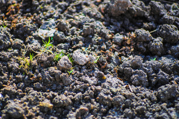 the image of a plants