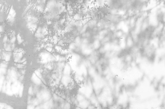 Shadow Of Leaves Reflected On The White Wall