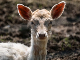 Fototapeta premium Cervidé
