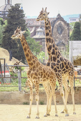 giraffe in the zoo