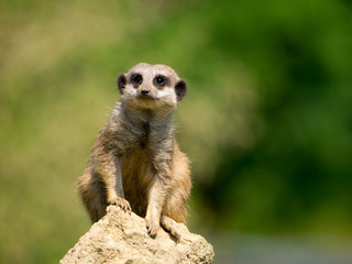 Suricate