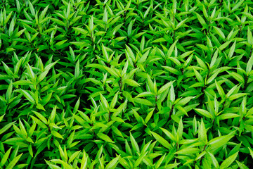 Green leaves natural background  wallpaper, leaf texture, green leaves wall background