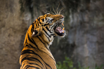 Naklejka premium Ryczący tygrys azjatycki zbliżenie