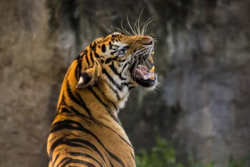 Papier Peint photo Lavable Tigre Gros plan de tigre asiatique rugissant