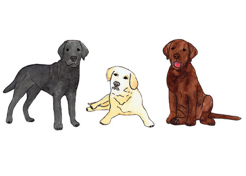 Watercolor illustration of small labradors. Hand drawn picture. Isolated on white background.