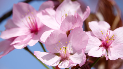 Cherry tree that bloom in spring. Pink flowers and blue sky. Close up.