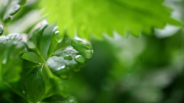 Watering Celery Seedling. Watering celery seedling. Great copyspace, metaphor for growing business