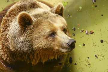 Obraz premium the gaze of the bear