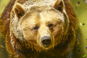 Obraz premium the gaze of the bear