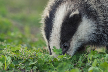 badger looking for food