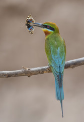  Blue pansy hunted by blue-tailed bee-eater