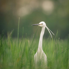 Bird in tall grass