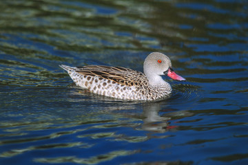 Anas capensis - Anatra del Capo