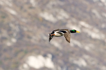 Anas platyrhynchos - Germano reale maschio