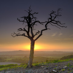 Fototapeta na wymiar Dead tree silhouetted against sunset on Old Winchester Hill, South Downs, Hampshire, UK