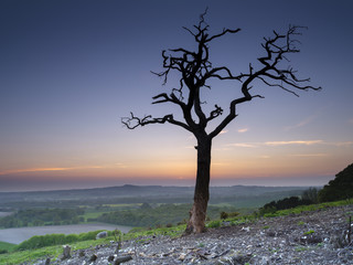 Dead tree silhouetted against sunset on Old Winchester Hill, South Downs, Hampshire, UK
