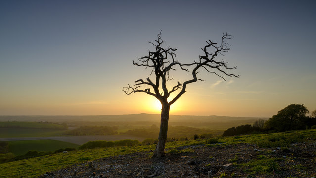 Dead tree silhouetted against sunset on Old Winchester Hill, South Downs, Hampshire, UK - Powered by Adobe