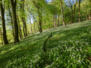 Wild garlic in the woods - spring evening light in the beech woods near Idsworth, South Downs, Hampshire, UK