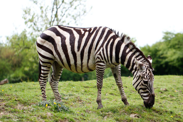 Fototapeta na wymiar African striped coats zebra