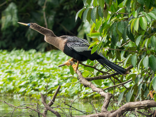 Anhinga anhinga - Aninga americana