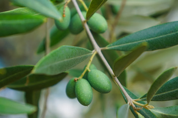 Closeup olives tree in nature, fresh and green