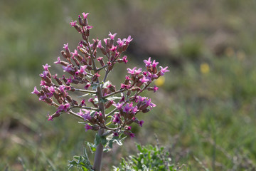 Flowering plant large-berry large-bodied (Megacarpaea megalocarpa)