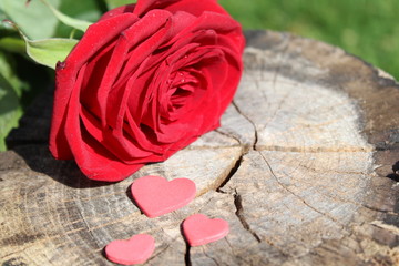 Rosenblüte mit Herzen