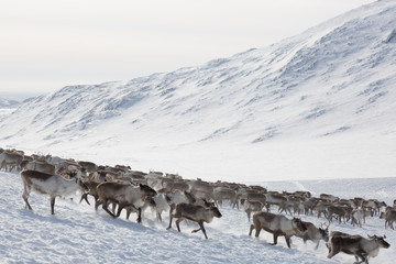 large herd of reindeers in winter, Yamal, Russia © Shchipkova Elena