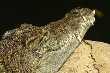 crocodile in the zoo