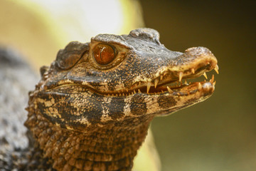 crocodile in the zoo