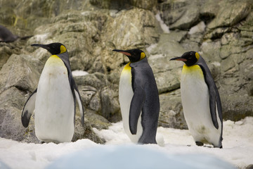 Aptenodytes patagonica - Pinguino reale