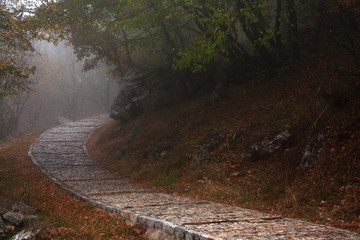 walking in the forest in a cloudy day