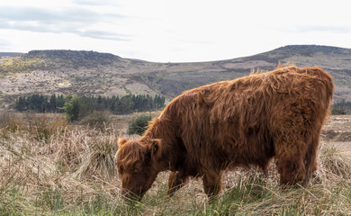 Highland Cow