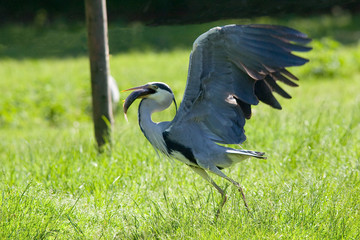Ardea cinerea - Airone cenerino
