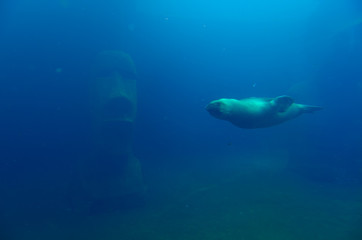 Phoque nageant dans son bassin autour d'une sculpture d'une tête de l’île de pâque, seaquarium...