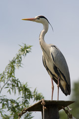 Ardea cinerea - Airone cenerino