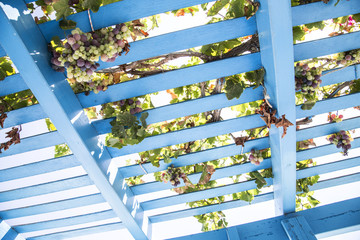 looking up at blue painted wooden pergola lattice with vines and grapes - obrazy, fototapety, plakaty