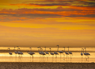 Flamingos at sunset in a lake
