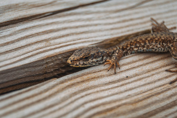 brown lizard in the field on top of a wooden trunk looking at camera