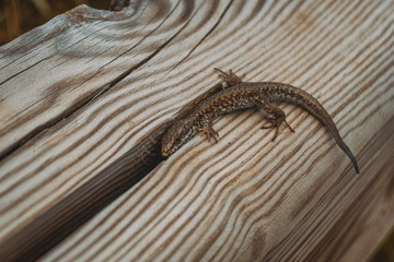 brown lizard in the field on top of a wooden trunk looking at camera